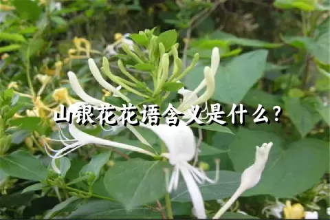 山银花花语含义是什么？