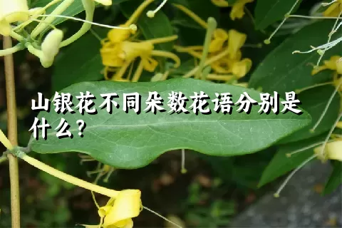 山银花不同朵数花语分别是什么？