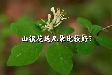 山银花送几朵比较好？