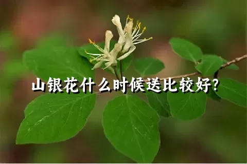 山银花什么时候送比较好？