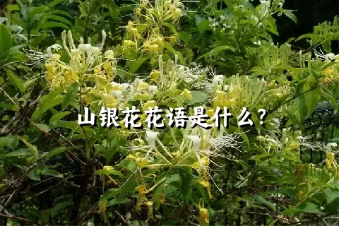 山银花花语是什么？