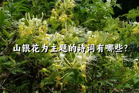 山银花为主题的诗词有哪些？