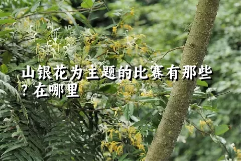 山银花为主题的比赛有那些？在哪里