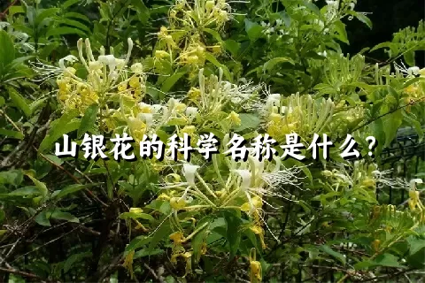 山银花的科学名称是什么？