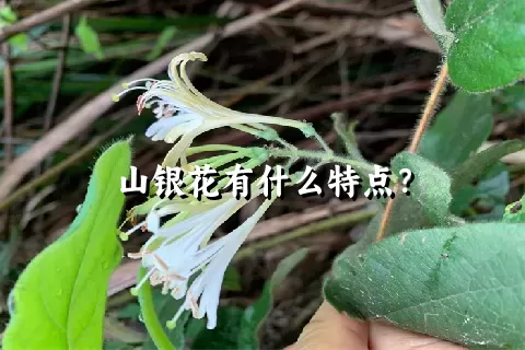 山银花有什么特点？