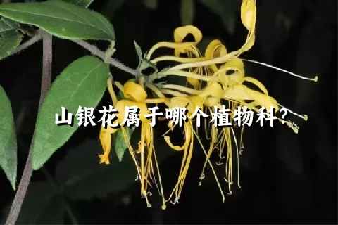 山银花属于哪个植物科？