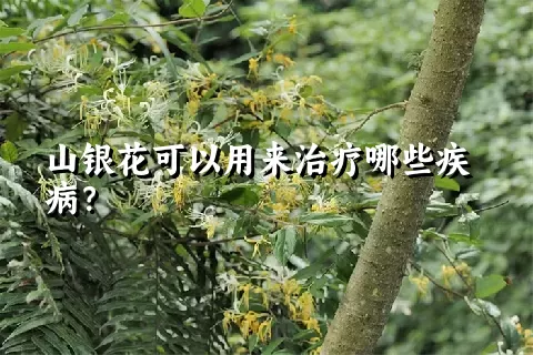 山银花可以用来治疗哪些疾病？