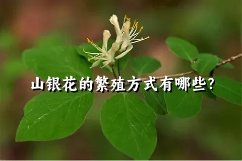 山银花的繁殖方式有哪些？