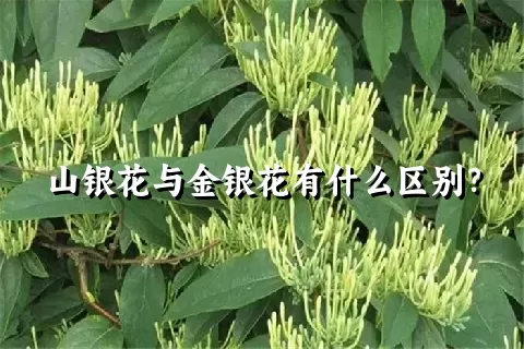 山银花与金银花有什么区别？