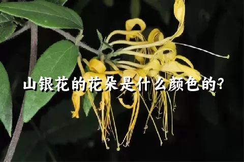 山银花的花朵是什么颜色的？