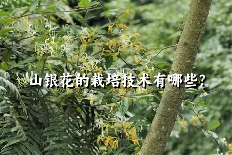 山银花的栽培技术有哪些？