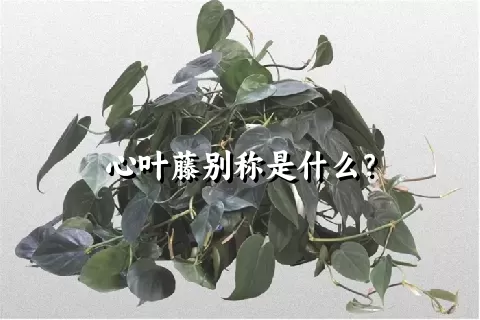 心叶藤别称是什么？