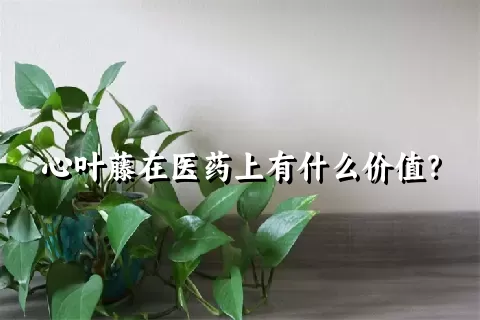 心叶藤在医药上有什么价值？