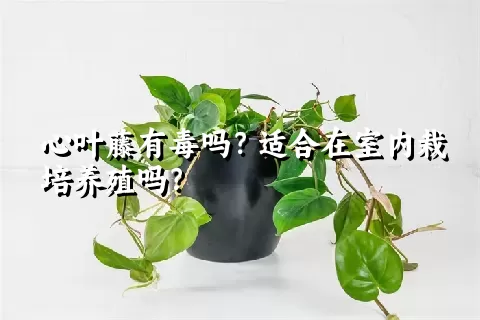 心叶藤有毒吗？适合在室内栽培养殖吗？