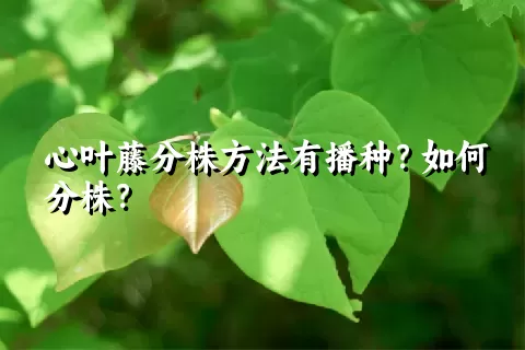 心叶藤分株方法有播种？如何分株？