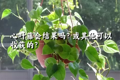 心叶藤会结果吗？或其他可以收获的？