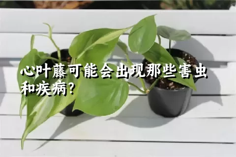 心叶藤可能会出现那些害虫和疾病？