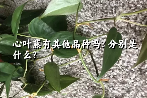 心叶藤有其他品种吗？分别是什么？