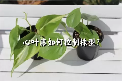 心叶藤如何控制株型？