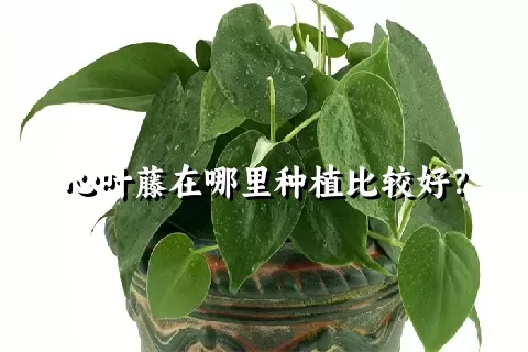 心叶藤在哪里种植比较好？