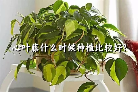 心叶藤什么时候种植比较好？