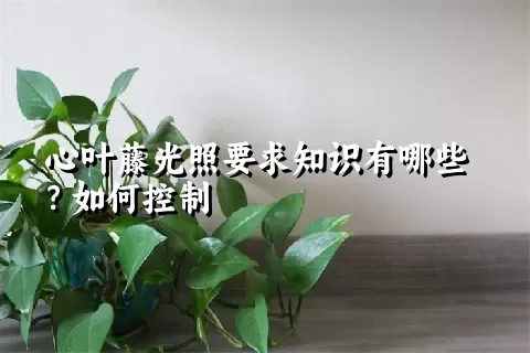 心叶藤光照要求知识有哪些？如何控制