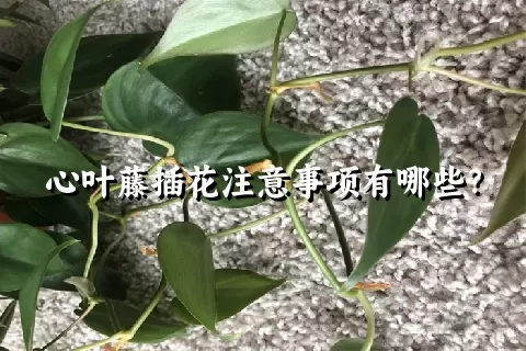 心叶藤插花注意事项有哪些？