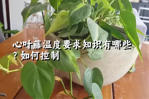 心叶藤温度要求知识有哪些？如何控制