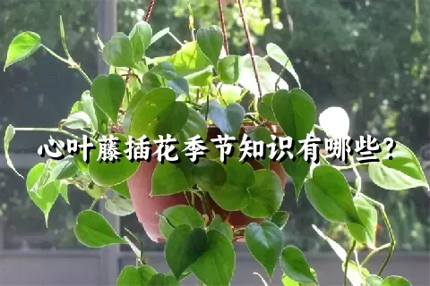 心叶藤插花季节知识有哪些？