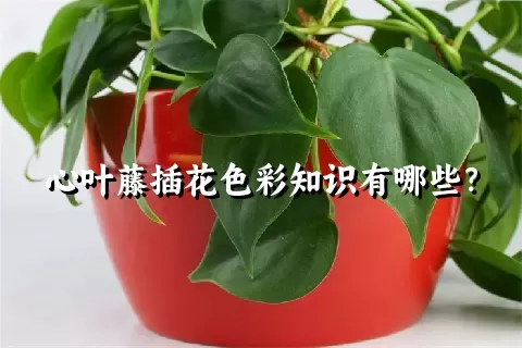 心叶藤插花色彩知识有哪些？