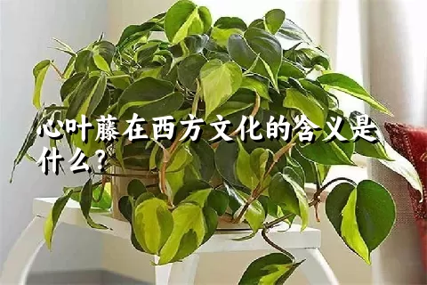 心叶藤在西方文化的含义是什么？