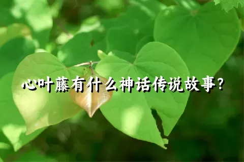 心叶藤有什么神话传说故事？