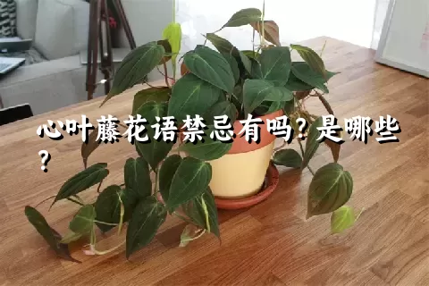 心叶藤花语禁忌有吗？是哪些？