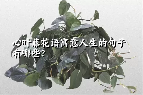 心叶藤花语寓意人生的句子有哪些？