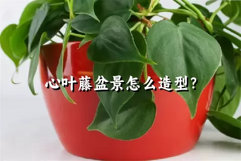 心叶藤盆景怎么造型？