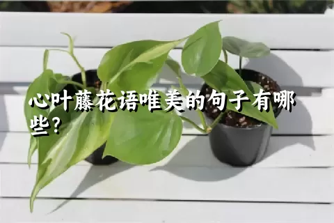 心叶藤花语唯美的句子有哪些？