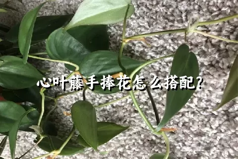 心叶藤手捧花怎么搭配？