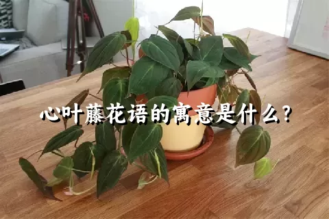 心叶藤花语的寓意是什么？