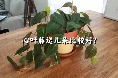 心叶藤送几朵比较好？