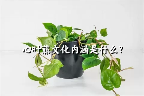 心叶藤文化内涵是什么？