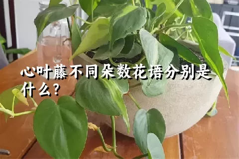 心叶藤不同朵数花语分别是什么？