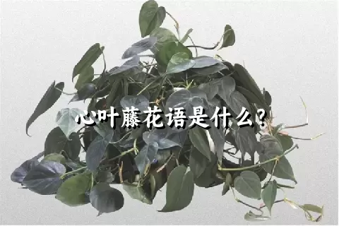 心叶藤花语是什么？