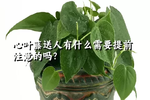 心叶藤送人有什么需要提前注意的吗？