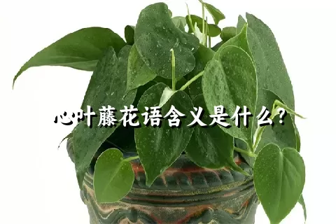 心叶藤花语含义是什么？