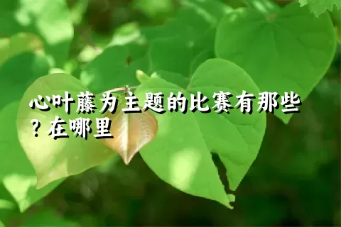 心叶藤为主题的比赛有那些？在哪里