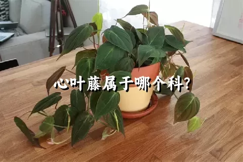 心叶藤属于哪个科？