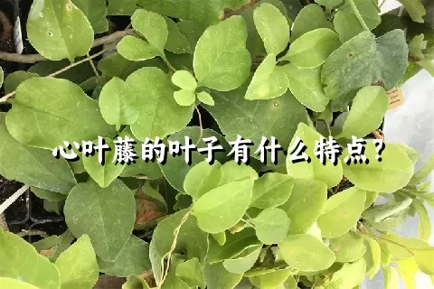 心叶藤的叶子有什么特点？