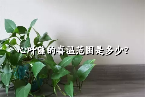 心叶藤的喜温范围是多少？