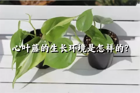 心叶藤的生长环境是怎样的？