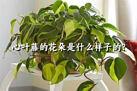 心叶藤的花朵是什么样子的？